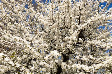 Cherry plum or Myrobalan - Prunus cerasifera blooming in the spring