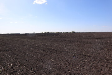 sown field