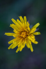 Yellow dandelion on blurred background