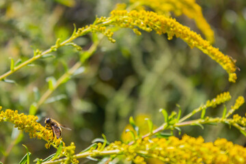 Eristalis tenax - hoverfly, also known as the drone fly (or 