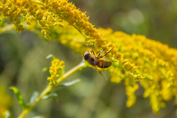 Eristalis tenax - hoverfly, also known as the drone fly (or 