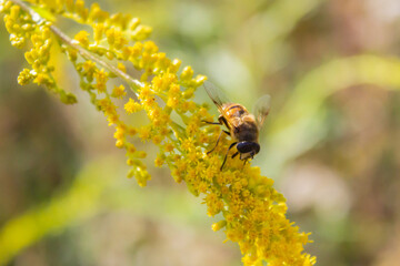 Eristalis tenax - hoverfly, also known as the drone fly (or 