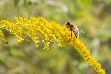 Eristalis tenax - hoverfly, also known as the drone fly (or 