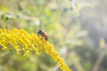 Eristalis tenax - hoverfly, also known as the drone fly (or 