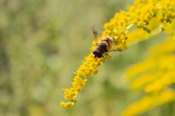 Eristalis tenax - hoverfly, also known as the drone fly (or 