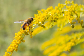 Eristalis tenax - hoverfly, also known as the drone fly (or 