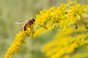 Fotobehang Eristalis tenax - hoverfly, also known as the drone fly (or "dronefly") sitting on a flower of Solidago canadensis (known as Canada goldenrod or Canadian goldenrod) © Olha Trotsenko