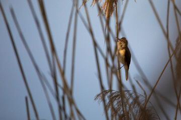 Czciniak © marcinbawiec