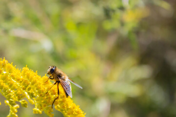 Eristalis tenax - hoverfly, also known as the drone fly (or 