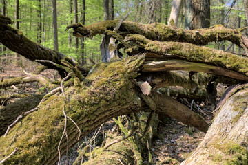 Alte umgefallene Bäume im Wald mit viel Moos