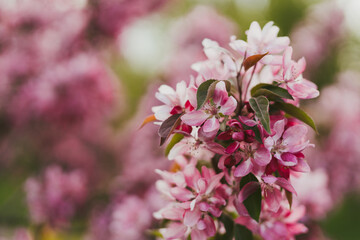 Closeup of a fruit tree pink blossom in spring. Beautiful nature background with copy space. Freshness, art, inspiration, beauty concept.