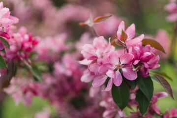 Closeup of a fruit tree pink blossom in spring. Beautiful nature background with copy space. Freshness, art, inspiration, beauty concept.