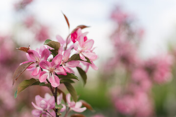 Fototapeta premium Closeup of a fruit tree pink blossom in spring. Beautiful nature background with copy space. Freshness, art, inspiration, beauty concept.