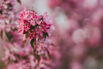 Closeup of a fruit tree pink blossom in spring. Beautiful nature background with copy space. Freshness, art, inspiration, beauty concept.