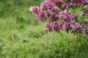 Obraz premium Closeup of a fruit tree with pink blossom and green grass in spring. Beautiful nature background with copy space. Freshness, art, inspiration, beauty concept.