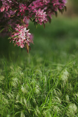 Closeup of a fruit tree with pink blossom and green grass in spring. Beautiful nature background with copy space. Freshness, art, inspiration, beauty concept.