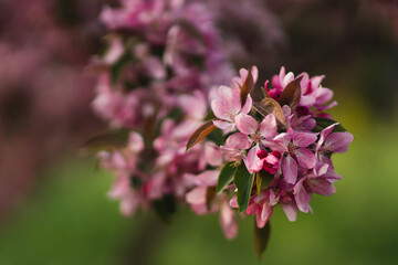 Closeup of a fruit tree pink blossom in spring. Beautiful nature background with copy space. Freshness, art, inspiration, beauty concept.