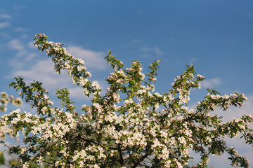 Closeup of a fruit tree with white blossom and blue sky in spring. Beautiful nature background with copy space. Freshness, art, inspiration, romance, beauty concept.