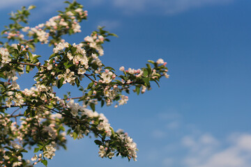 Closeup of a fruit tree with white blossom and blue sky in spring. Beautiful nature background with copy space. Freshness, art, inspiration, romance, beauty concept.
