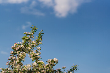 Closeup of a fruit tree with white blossom and blue sky in spring. Beautiful nature background with copy space. Freshness, art, inspiration, romance, beauty concept.