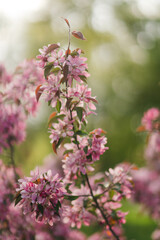 Closeup of a fruit tree pink blossom in spring. Beautiful nature background with copy space. Freshness, art, inspiration, beauty concept.