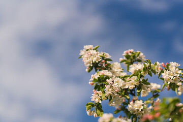 Closeup of a fruit tree with white blossom and blue sky in spring. Beautiful nature background with copy space. Freshness, art, inspiration, romance, beauty concept.