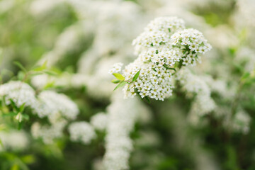 Closeup of a white blooming bush in spring. Beautiful nature background with copy space. Freshness, art, inspiration, beauty concept.