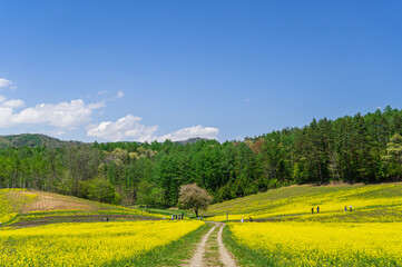 菜の花が咲く春の中山高原