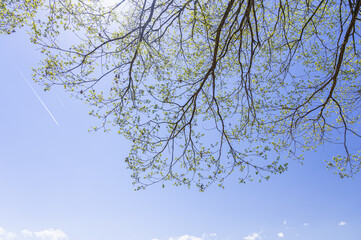 光射す空と新緑の木