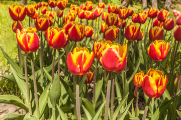 Blooming tulips in the park.