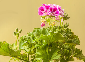 Pelargonium Lemona (l-roze) on green  background