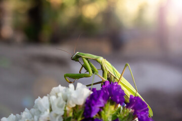 Macro of Female European Mantis or Praying Mantis, Mantis Religiosa. Green praying mantis. It sits on colored wild flowers