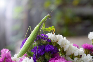 Macro of Female European Mantis or Praying Mantis, Mantis Religiosa. Green praying mantis. It sits on colored wild flowers