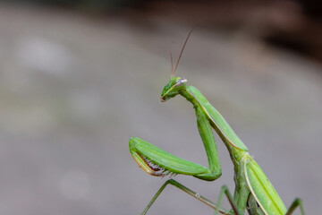 Macro of Female European Mantis or Praying Mantis, Mantis Religiosa. Green praying mantis. It sits on colored wild flowers