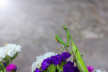 Macro of Female European Mantis or Praying Mantis, Mantis Religiosa. Green praying mantis. It sits on colored wild flowers