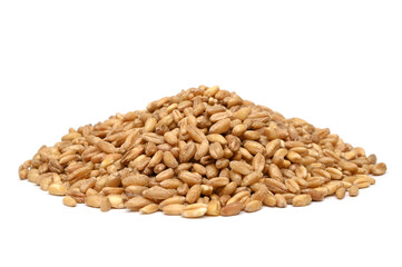 Emmer wheat (hulled wheat)