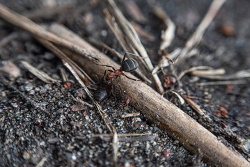 A forest hairy red-cheeked ant (Formica lugubris) in the forest in spring in Europe