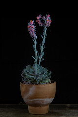Mexican hens chicks (Echeveria shaviana Pink Frills)	