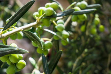 Olives on olive tree on nature background. Organic agricultural nutrition, healthy lifestyle, clean...