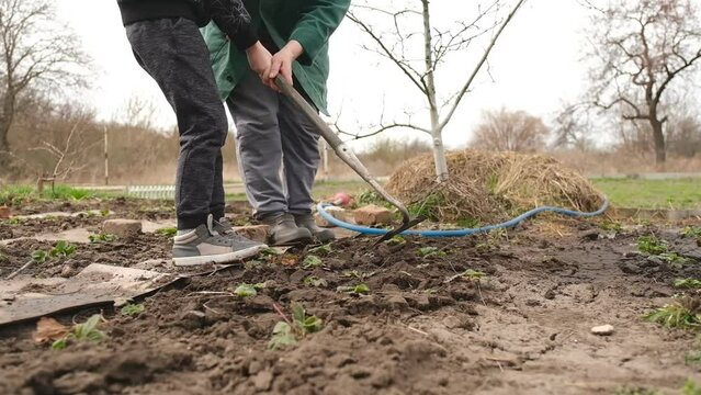 Grandmother teaches her grandson to work in the garden, grow strawberries. A grandson helps his grandmother take care of the plants in the garden in the spring. Organic food for our children.