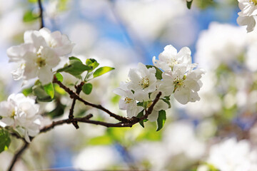 owering fruit trees on a background of a beautiful sky