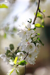 owering fruit trees on a background of a beautiful sky