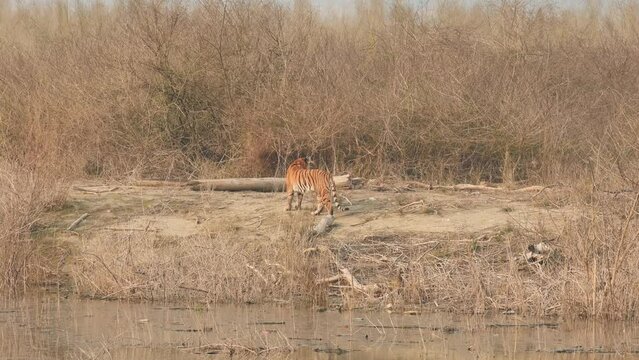 full shot of wild bengal female tiger walking with near ramganga river in outdoor wildlife safari at dhikala zone jim corbett national park forest reserve uttarakhand india - panthera tigris tigris