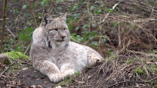 Eurasischer Luchs liegt im Wald