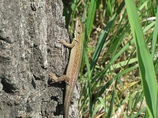 Sand Lizard (Lacerta agilis) on a Tree