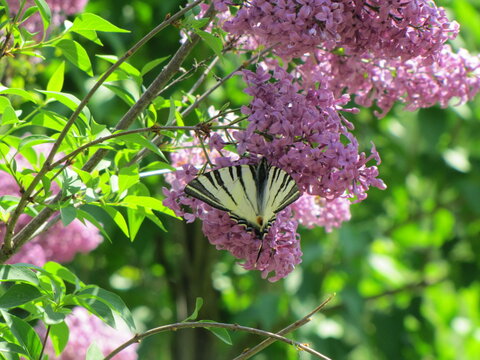 Butterfly Scarce Swallowtail (Iphiclides podalirius) on Lilac Flowers