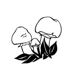 Boletus. Large edible mushrooms. Black and white vector image of mushrooms in the forest.