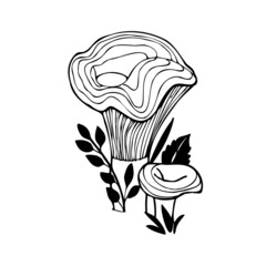 Edible mushrooms. Black and white mushrooms in the forest with grass leaves.