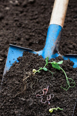 Earthworms and green pea sprout in soil on blue color shovel in agricultural field background,...