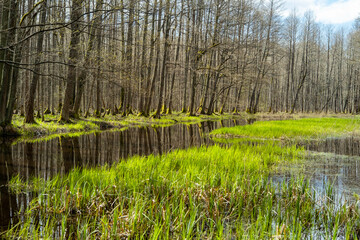 swamp tourist trail. spring in Sloka Lake walking trail. Latvia. Landscape. Baltic. Soft focus.